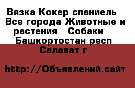 Вязка Кокер спаниель - Все города Животные и растения » Собаки   . Башкортостан респ.,Салават г.